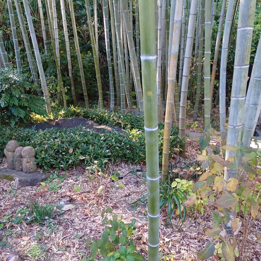 Meet your Posher, Gyl